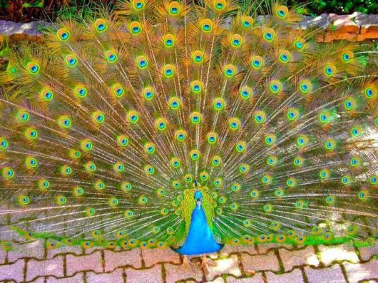 Beautiful Peacock Pictures 