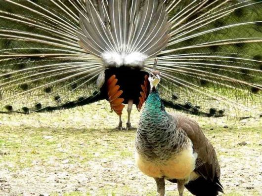 Beautiful Peacock Pictures 