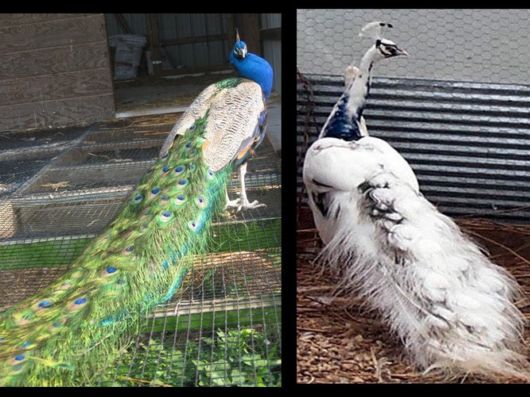 Beautiful Peacock Pictures 