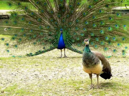 Beautiful Peacock Pictures 
