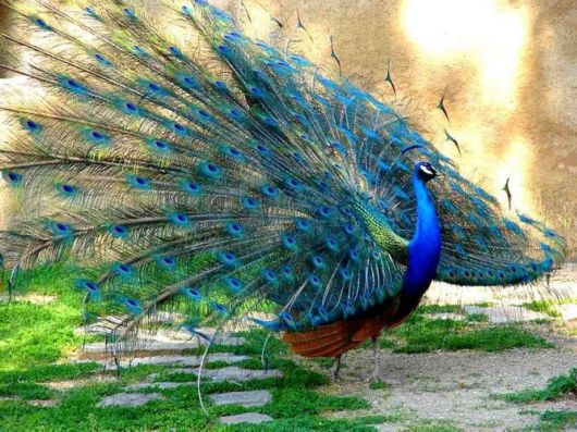 Beautiful Peacock Pictures 