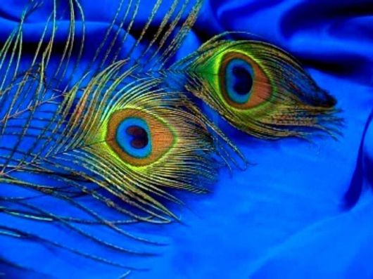 Beautiful Peacock Pictures 
