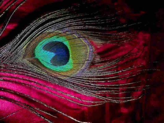 Beautiful Peacock Pictures 