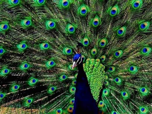 Beautiful Peacock Pictures 