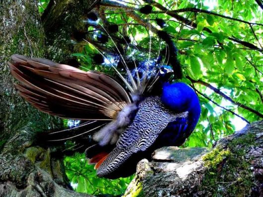 Beautiful Peacock Pictures 