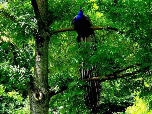 Beautiful Peacock Pictures 