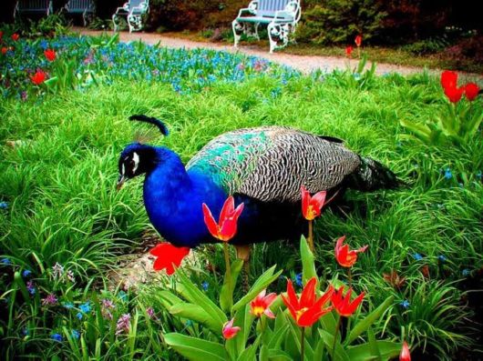 Beautiful Peacock Pictures 