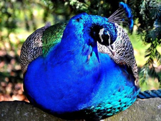 Beautiful Peacock Pictures 