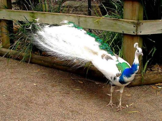 Beautiful Peacock Pictures 