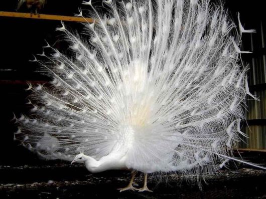 Beautiful Peacock Pictures 