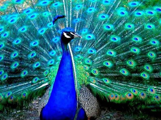 Beautiful Peacock Pictures 