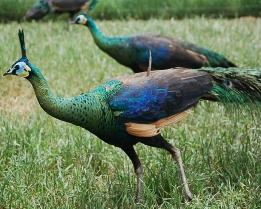 Beautiful Peacock Pictures 