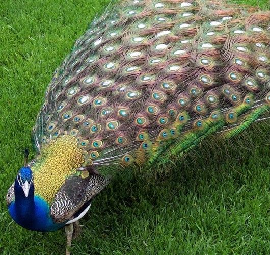 Beautiful Peacock Pictures 