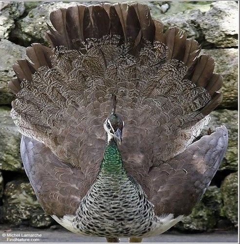 Beautiful Peacock Pictures 