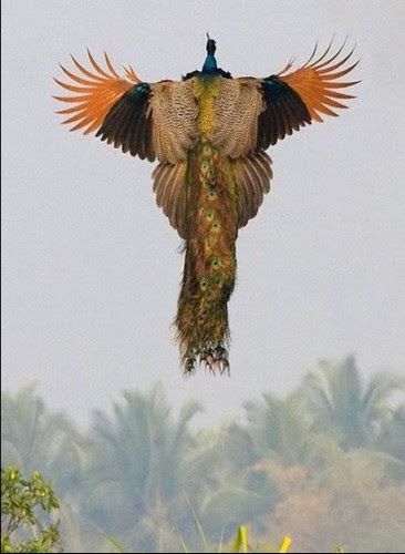 Beautiful Peacock Pictures 