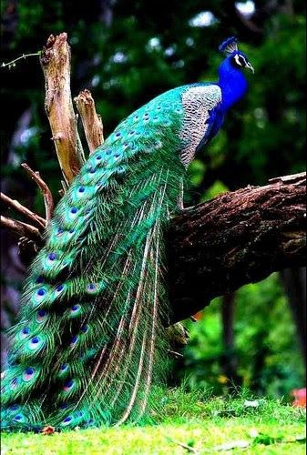 Beautiful Peacock Pictures 