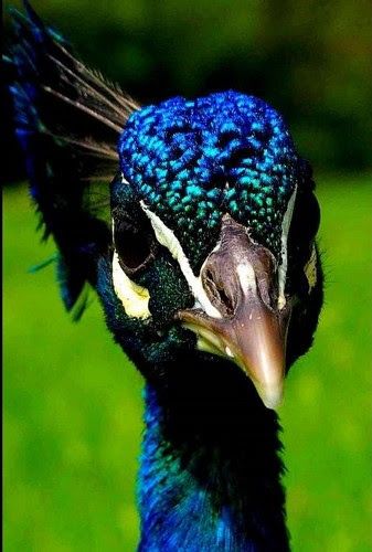 Beautiful Peacock Pictures 