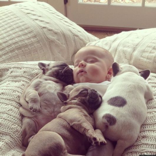 Beautiful Bulldog Puppies That Will Melt Your Heart