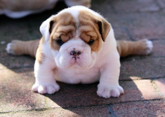 Beautiful Bulldog Puppies That Will Melt Your Heart