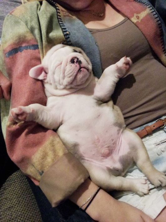 Beautiful Bulldog Puppies That Will Melt Your Heart