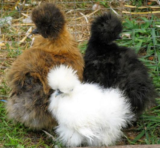 Cute Fluffy Chicken Silkie | Funzug.com