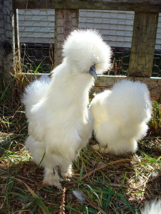 Cute Fluffy Chicken Silkie | Funzug.com