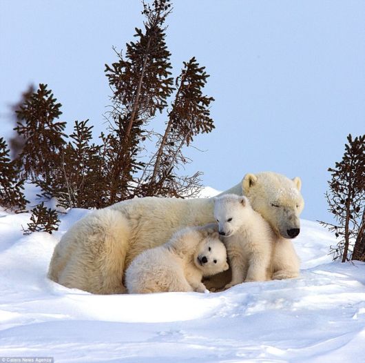 Cute Newborn Polar Bear Cubs