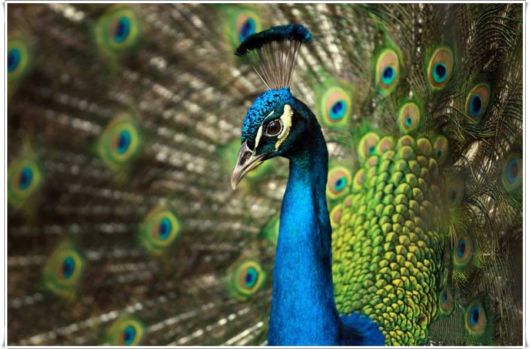 Beautiful Peacock With Spread Wings