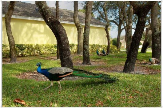 Beautiful Peacock With Spread Wings