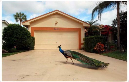 Beautiful Peacock With Spread Wings