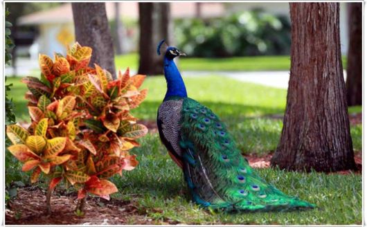 Beautiful Peacock With Spread Wings
