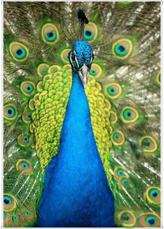 Beautiful Peacock With Spread Wings