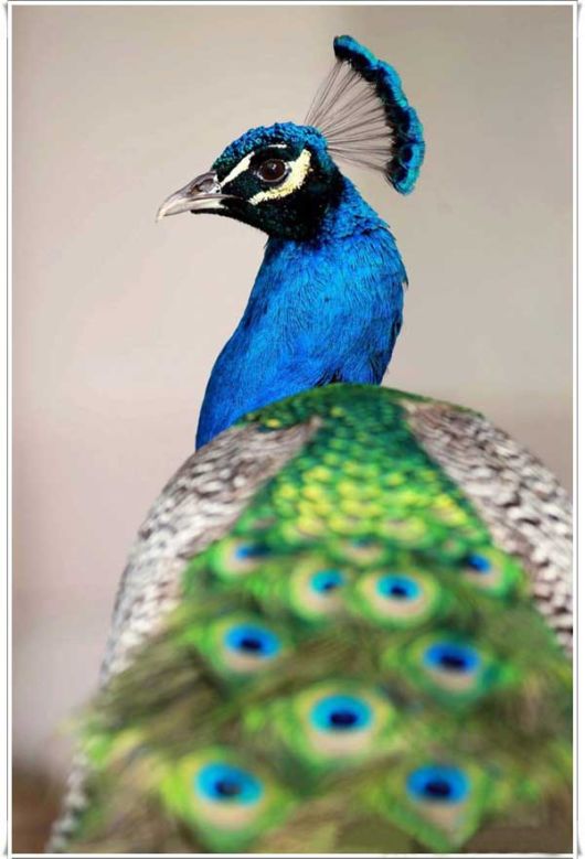 Beautiful Peacock With Spread Wings