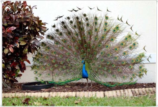 Beautiful Peacock With Spread Wings