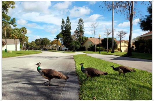 Beautiful Peacock With Spread Wings