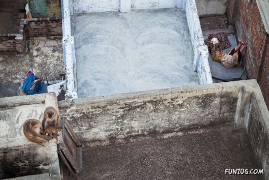 Superb Wildlife Photography