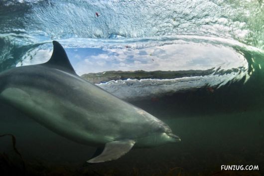 Superb Wildlife Photography