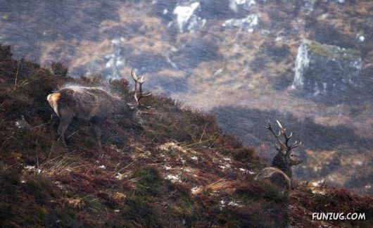 Superb Wildlife Photography